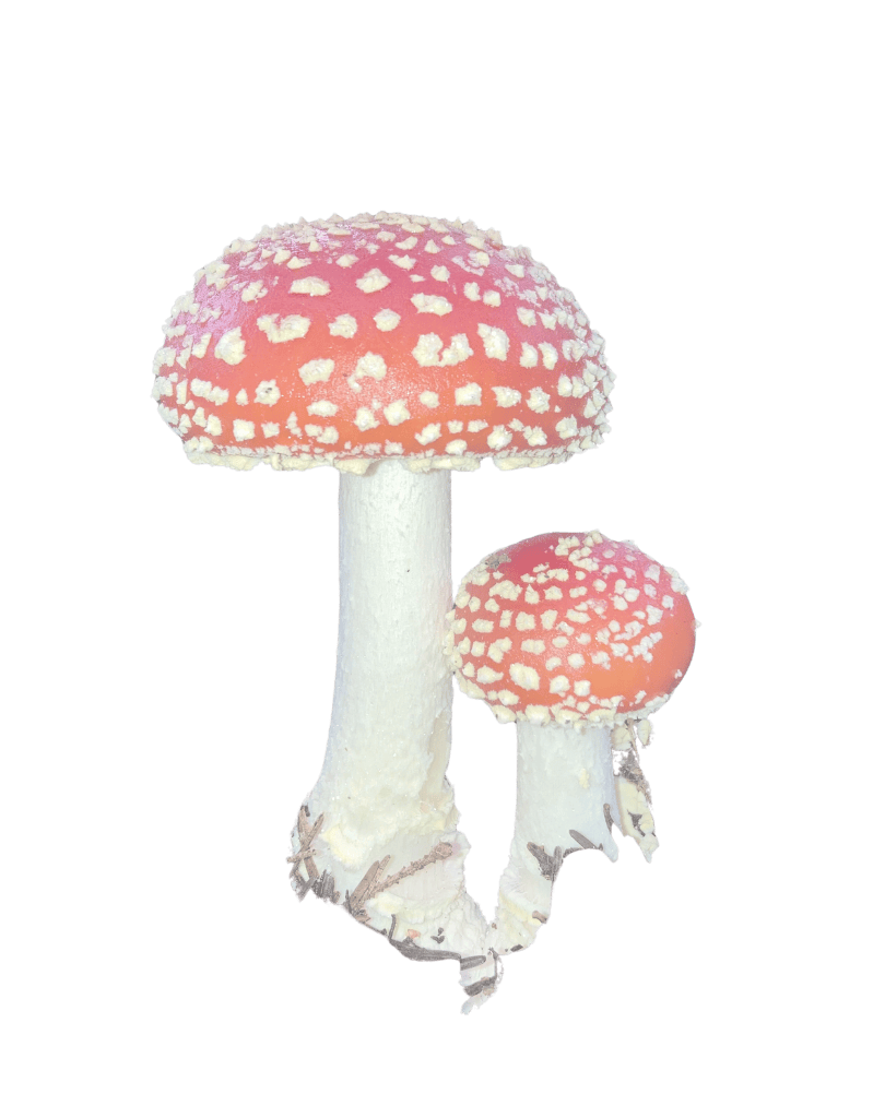 Heilpraktiker Amberg: Cannabis CBD & THC